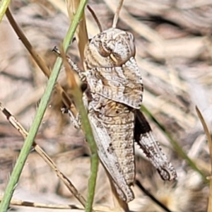 Gastrimargus musicus at Gigerline Nature Reserve - 18 Nov 2023