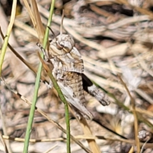 Gastrimargus musicus at Gigerline Nature Reserve - 18 Nov 2023