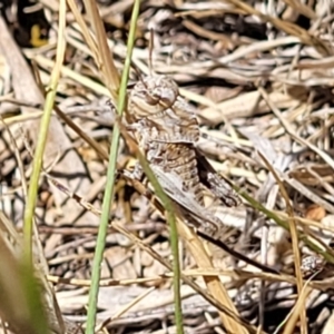 Gastrimargus musicus at Gigerline Nature Reserve - 18 Nov 2023 01:33 PM