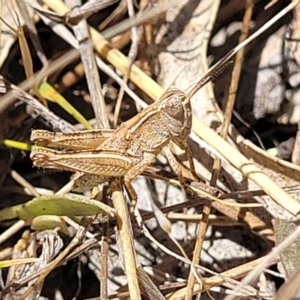 Phaulacridium vittatum at Gigerline Nature Reserve - 18 Nov 2023