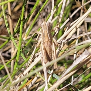 Phaulacridium vittatum at Gigerline Nature Reserve - 18 Nov 2023