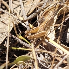 Phaulacridium vittatum at Gigerline Nature Reserve - 18 Nov 2023 01:32 PM