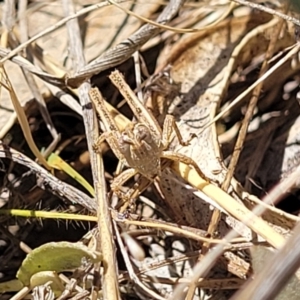 Phaulacridium vittatum at Gigerline Nature Reserve - 18 Nov 2023 01:32 PM