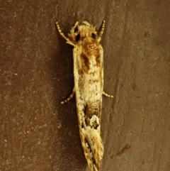 Moerarchis inconcisella (A tineid moth) at Cook, ACT - 10 Nov 2023 by CathB