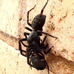 Badumna insignis at Cook, ACT - suppressed