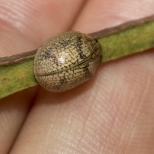 Paropsis charybdis at Higgins Woodland - 23 Dec 2022