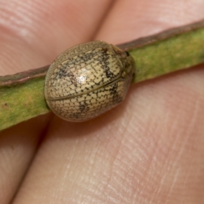 Paropsis charybdis (Eucalyptus leaf beetle) at Higgins, ACT - 23 Dec 2022 by AlisonMilton