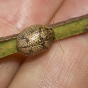 Paropsis charybdis at Higgins Woodland - 23 Dec 2022