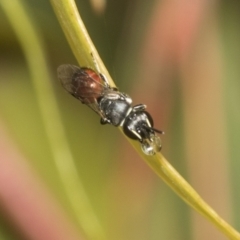 Hylaeus (Prosopisteron) littleri (Hylaeine colletid bee) at Higgins, ACT - 22 Dec 2022 by AlisonMilton