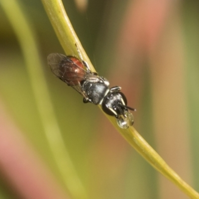 Hylaeus (Prosopisteron) littleri (Hylaeine colletid bee) at Higgins, ACT - 22 Dec 2022 by AlisonMilton