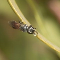 Hylaeus (Prosopisteron) littleri at Higgins Woodland - 23 Dec 2022