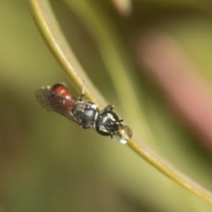 Hylaeus (Prosopisteron) littleri at Higgins Woodland - 23 Dec 2022