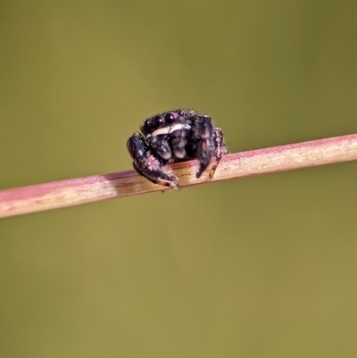 Simaethula sp. (genus) (A jumping spider) at Stromlo, ACT - 17 Nov 2023 by Miranda