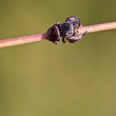 Simaethula sp. (genus) at Block 402 - 18 Nov 2023