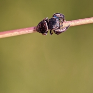 Simaethula sp. (genus) at Block 402 - 18 Nov 2023