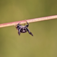 Simaethula sp. (genus) at Block 402 - 18 Nov 2023