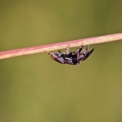 Simaethula sp. (genus) at Block 402 - 18 Nov 2023