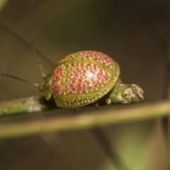 Paropsisterna fastidiosa (Eucalyptus leaf beetle) at Higgins, ACT - 23 Dec 2022 by AlisonMilton