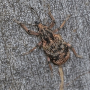 Haplonyx sp. (genus) at Higgins Woodland - 16 Nov 2023