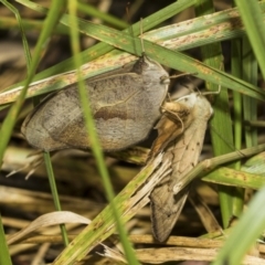 Heteronympha merope (Common Brown Butterfly) at Higgins Woodland - 23 Dec 2022 by AlisonMilton