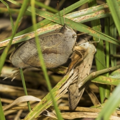 Heteronympha merope (Common Brown Butterfly) at Higgins Woodland - 22 Dec 2022 by AlisonMilton