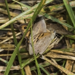 Heteronympha merope at Higgins Woodland - 23 Dec 2022