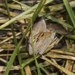 Heteronympha merope at Higgins Woodland - 23 Dec 2022