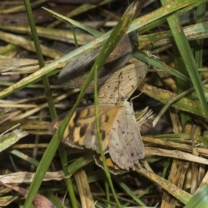 Heteronympha merope at Higgins Woodland - 23 Dec 2022