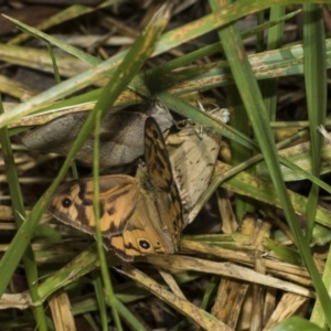 Heteronympha merope at Higgins Woodland - 23 Dec 2022