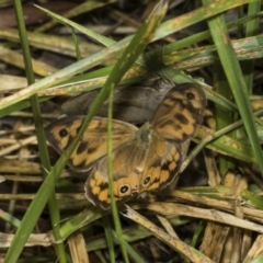 Heteronympha merope at Higgins Woodland - 23 Dec 2022