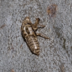 Cicadettini sp. (tribe) (Cicada) at Higgins, ACT - 22 Dec 2022 by AlisonMilton