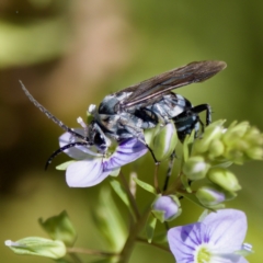 Turneromyia sp. (genus) (Zebra spider wasp) at Stromlo, ACT - 17 Nov 2023 by KorinneM