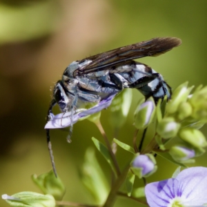 Turneromyia sp. (genus) at Uriarra Recreation Reserve - 17 Nov 2023