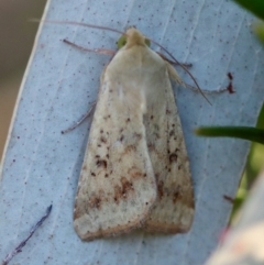 Diarsia intermixta (Chevron Cutworm, Orange Peel Moth.) at Hughes, ACT - 18 Nov 2023 by LisaH