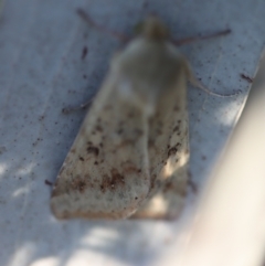 Diarsia intermixta at Red Hill to Yarralumla Creek - 18 Nov 2023