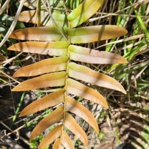 Blechnum wattsii at Namadgi National Park - 18 Nov 2023