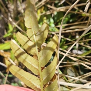 Blechnum wattsii at Namadgi National Park - 18 Nov 2023