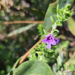 Prostanthera decussata at Namadgi National Park - 18 Nov 2023