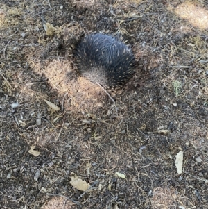 Tachyglossus aculeatus at Parkes, ACT - 17 Nov 2023