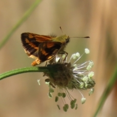 Ocybadistes walkeri (Green Grass-dart) at Stranger Pond - 18 Nov 2023 by RodDeb