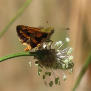 Ocybadistes walkeri at Stranger Pond - 18 Nov 2023