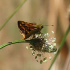 Ocybadistes walkeri at Stranger Pond - 18 Nov 2023 12:05 PM