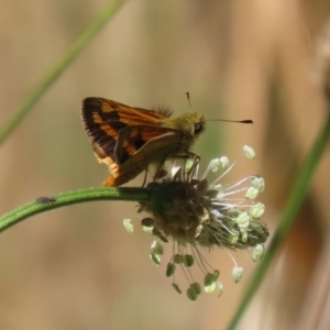 Ocybadistes walkeri at Stranger Pond - 18 Nov 2023