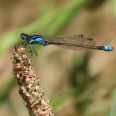 Ischnura heterosticta (Common Bluetail Damselfly) at Stranger Pond - 18 Nov 2023 by RodDeb