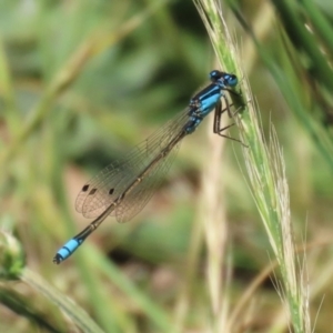 Ischnura heterosticta at BON200: Stranger Pond Bonython at BBQ shelter - 18 Nov 2023 11:44 AM