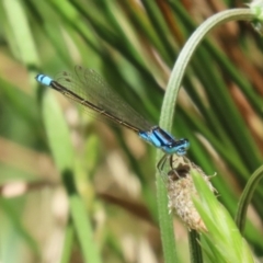 Ischnura heterosticta at BON200: Stranger Pond Bonython at BBQ shelter - 18 Nov 2023 11:44 AM