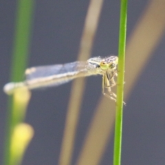 Ischnura heterosticta at BON200: Stranger Pond Bonython at BBQ shelter - 18 Nov 2023