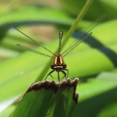 Nososticta solida (Orange Threadtail) at Stranger Pond - 18 Nov 2023 by RodDeb