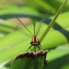 Nososticta solida at Stranger Pond - 18 Nov 2023