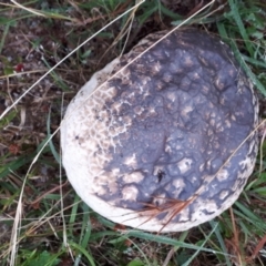 Calvatia sp. (a puffball ) at Yaouk, NSW - 10 Feb 2021 by JARS